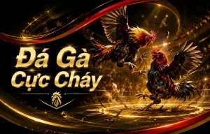 Sảnh Đá Gà hokoinvestments